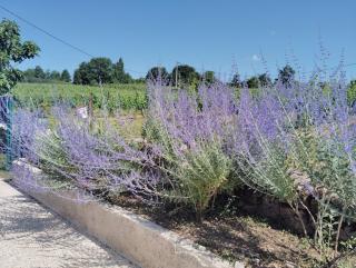 L'Edenwine - Doulezon - 3
