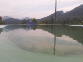 Pekoe Paradise - Galaha - 1