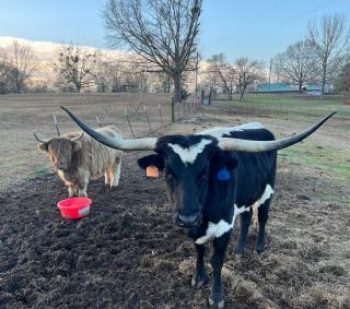 3 Bedroom Private Ranch Experience - - 9