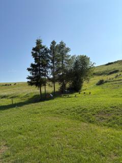 Tam Gdzie Rosną Poziomki - Kacwin - 5