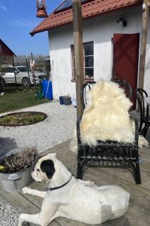 8-Bed House and poolarea Hablingbo South Gotland - Havdhem - 7