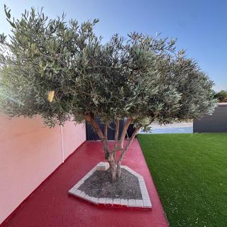 Maison au bord de la plage - Bottaï - 8