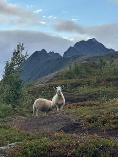 Lyngen Blue House - Lyngseidet - 7