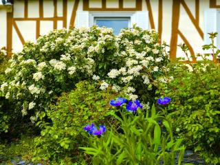 Authenticity Preserved - Brionne - 7