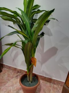 Silva Nest Galle - Galle - 7