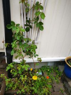 Lofoten Guesthouse - - 4
