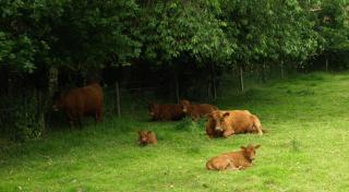 Surlingham Lodge Two Adjacent Cottages Sleeping 8 - Norwich - 8