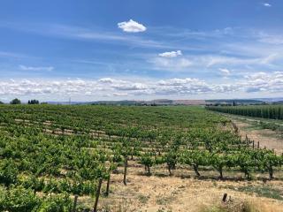 Vineyard and winery guest house - - 4