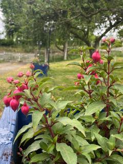 Parenthèse poétique face au Mont-Saint-Michel, entre nature vivante, animaux et petit-déjeuner festin - 2