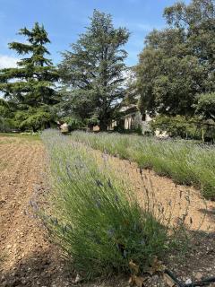 VILLA DE LA ROQUE - Eygalières - 4