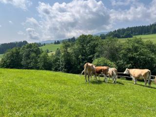Ferienhäuschen in Mariahof - Mariahof - 7