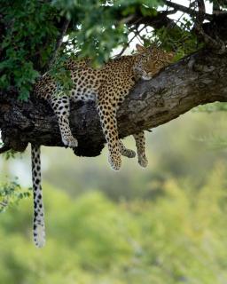 Ukanyi Luxury Villa - Hoedspruit - 5