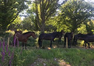 Bewley Glamping - Wambrook - 1