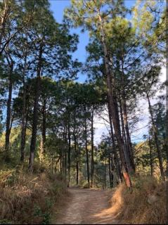 Ultimate Time Homestay, Stay & Party Point in Hills - Dagshai - 5
