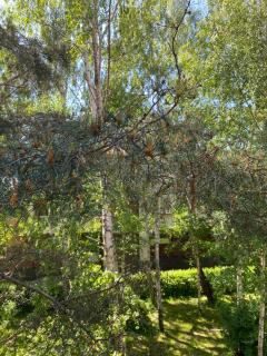 4 winds Eurus - Palanga - 4