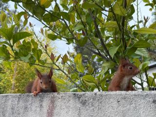 Loumaset-agréable petite maison-garrigues de Nîmes - 5