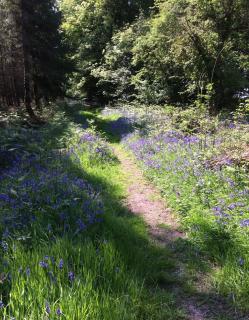 Bewley Glamping - Wambrook - 4