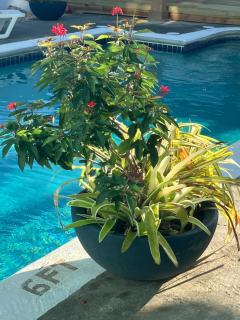 Modern Apartment near Pigeon Point with Breakfast - Bon Accord - 8