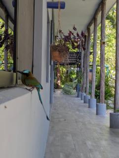 The Blue Eco Lodge - Valladolid - 1