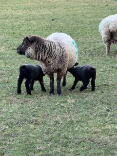 Forest view shepherds hut Hare hut - 5
