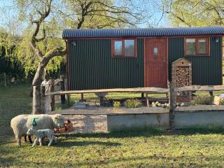 Forest view shepherds hut - Ewhurst - 7