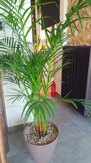 Naias seaside apt - Piraeus - 6