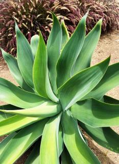 THE L lodge, garden sea view country Cottage - 3