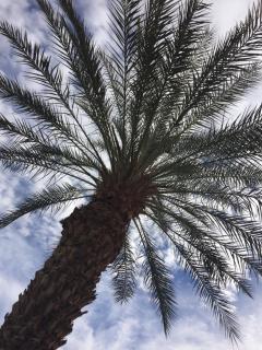 Marriott's Shadow Ridge 1-The Villages - Palm Desert - 8