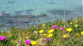 Rachel Hotel - Agia Marina Aegina - 0