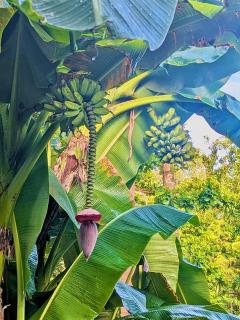 Native Cottage, Private Beach Access, Ocean 9, Queen bed, Wifi, AC - General Luna - 4