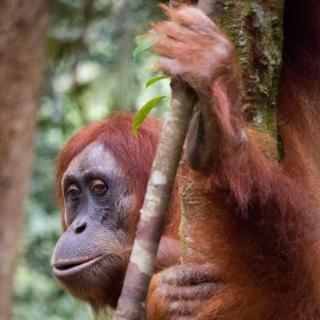 BACKPACKER LODGE Trekking & Transport - Bukit Lawang - 0