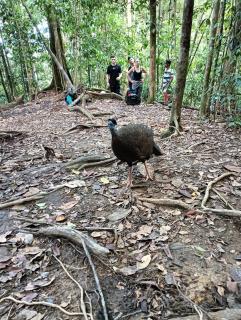 BACKPACKER LODGE Trekking & Transport - Bukit Lawang - 9