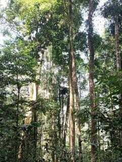 BACKPACKER LODGE Trekking & Transport - Bukit Lawang - 8
