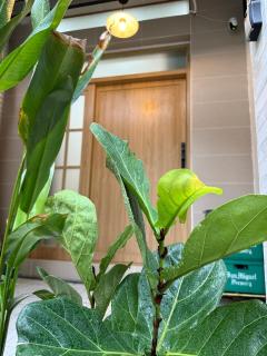 Beautiful City Center Whole Townhouse in D1 - Ho Chi Minh - 8