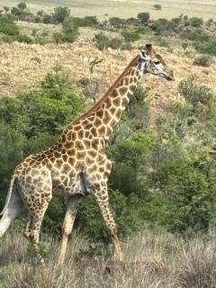 Mnembe Safari Game Lodge - - 0