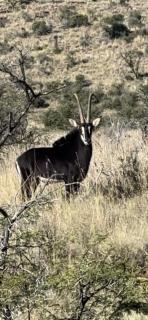 Mnembe Safari Game Lodge - - 7