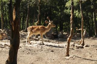 Heavenly Duplex Faqra with 2 private gardens - 6