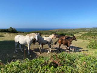 FERME Rénovée 300m de la Mer POINTE DU RAZ jusqu'à 9 Couchages LOCATION 7 jours du Samedi au Samedi minimum - Plogoff - 3