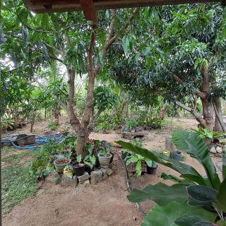 Bandula Home Stay - Sigiriya - 8