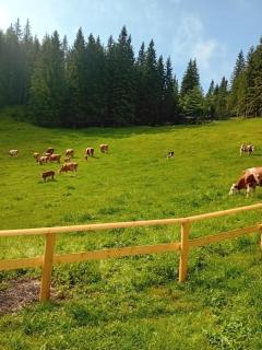 Koča na Kranjski dolini Pokljuka - Zgornje Gorje - 8