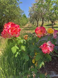 Ola Linda - Casa de Campo - - 2