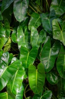 La Lune's Koh Tao - 5