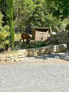 Villa close to Sainte Victoire and pool - Le Tholonet - 6