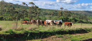 Magdala Guest Farm - Napier - 1