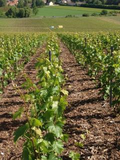 Gite Du Clos Pommier - 1