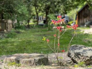 dviratis ir bbq - Palanga - 6
