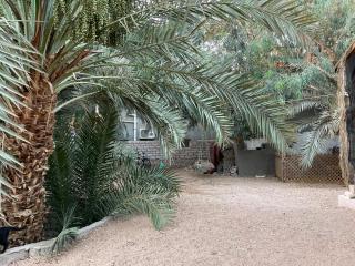 palm nest - Dahab - 1