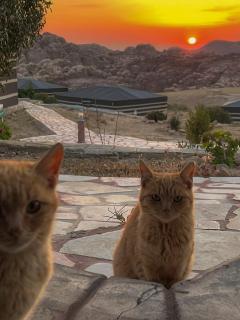 Petra Wassaif Camp - Wadi Musa - 0