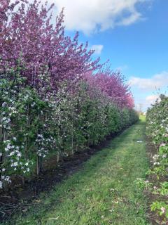 Ferienwohnung Apfelkorb - 3