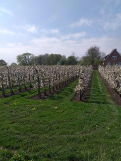 Ferienwohnung Apfelkorb - 1